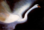 Swan at Dusk