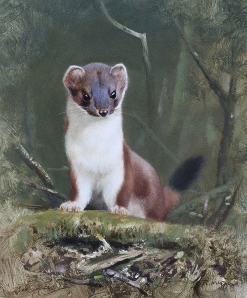 Rodger McPhail artist- Stoat