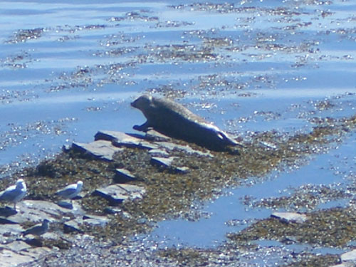 Seal on shore at Birsay Orkney Mainland 2014