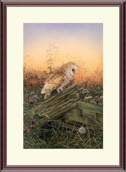 John Morris - 'Barn Owl'