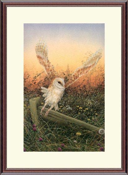 John Morris Original Watercolour -Barn Owl