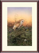 Barn Owl