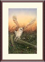 Barn Owl - Take Off